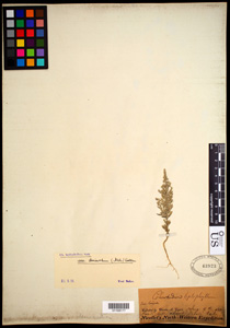 Herbarium Sheet of 